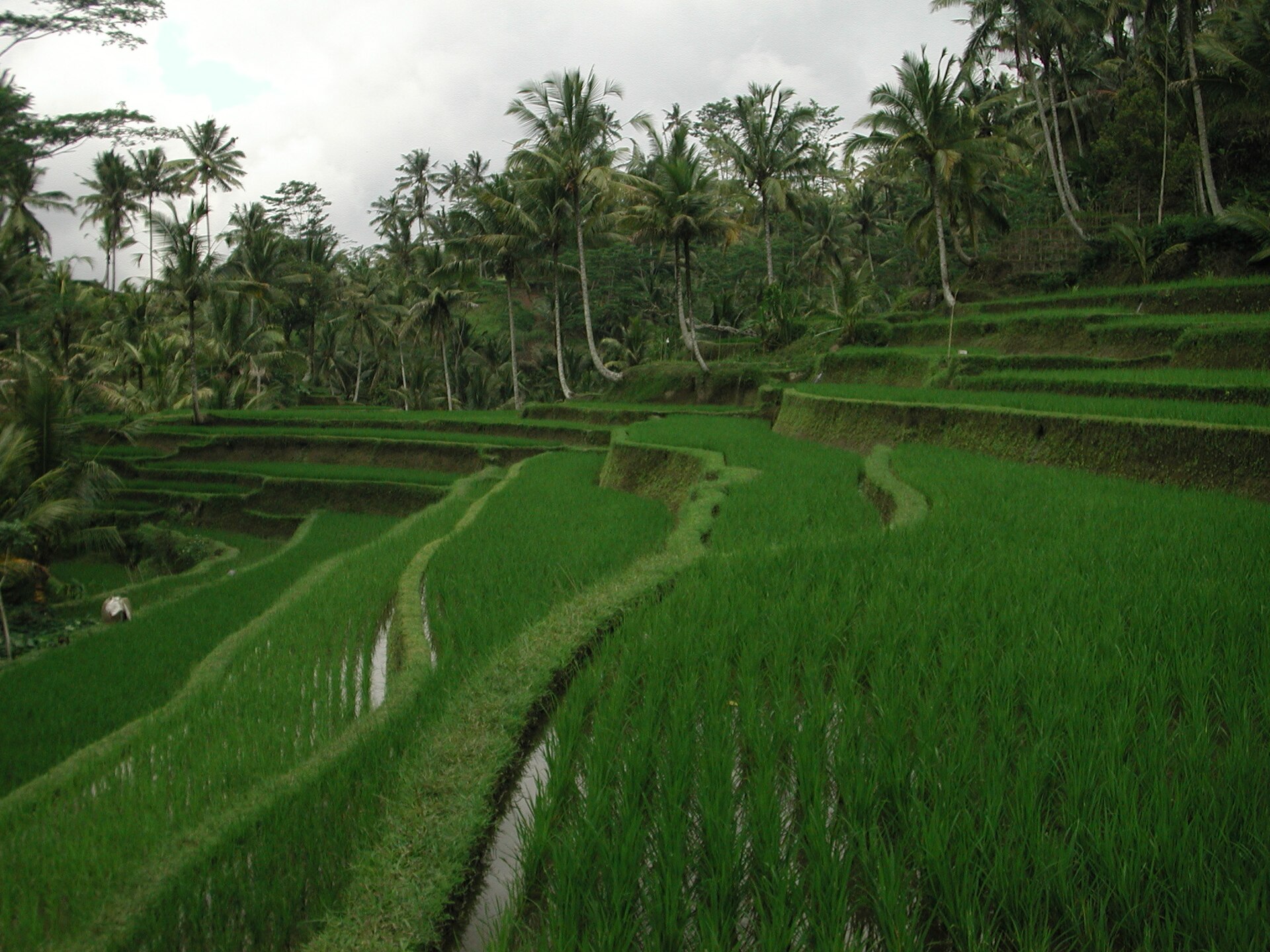 Bali rice terraces temple
